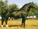 Дунайская порода лошадей - особенности