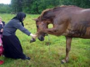 Как правильно обучать лошадей